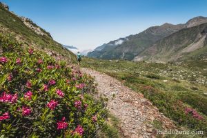 En plus, les rhododendrons sont en fleurs