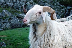 Vallon d'Aumet