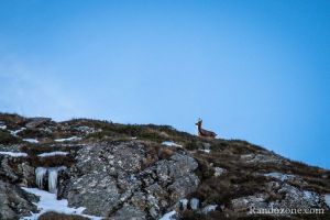 Un isard qui nous surveille