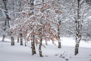 Balades en hiver sur Aubrac