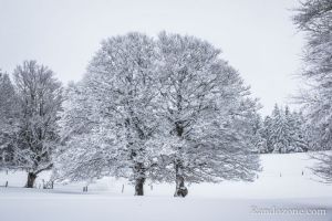 Les arbres sont bien recouverts de neige