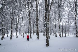 Superbe fort d'arbres enneigs