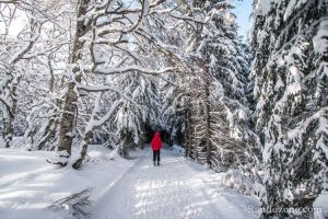 Le soleil claire la fort et la neige