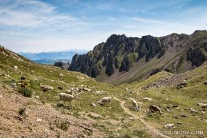Troupeau de lamas au col de Sencours