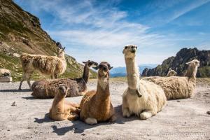 Les lamas au col de Sencours