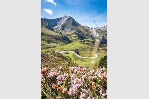 Fleurs et col du Soulor