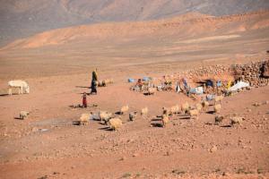 Les nomades avec le troupeau
