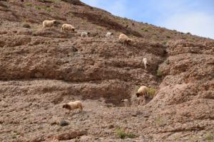 Les moutons escaladeurs
