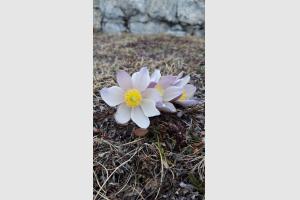 Anemone printaniere