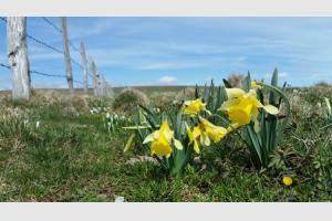 Le printemps renait dans le Parc Naturel d'Aubrac