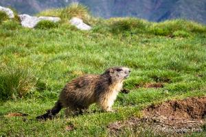 Une jeune marmotte vient nous voir