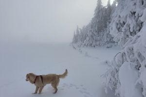 Mon chien qui s'amuse dans la neige en bas du Puy de Gudette