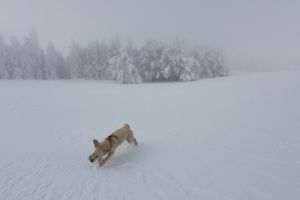 Mon chien qui court partout dans la neige