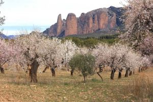 Les amandiers des Mallos de Riglos