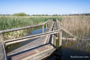 Passerelles amnages pour marcher dans la rserve