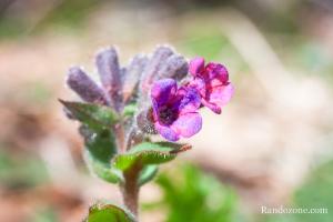 Pulmonaire dans les Pyrnes