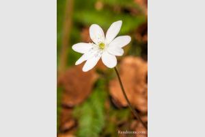 Hepatica nobilis