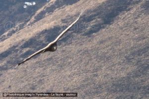 Vautour en vol