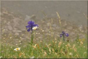 Composition florale