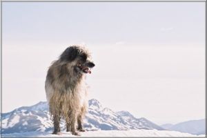 Voyou aux Gahus