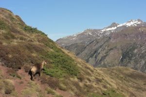 Isard au Cuchet de Garay