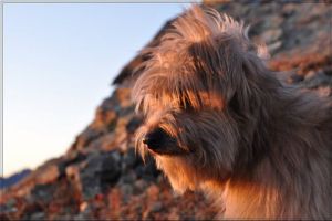 Découverte: Chien berger des Pyrénées Chien berger des Pyrénées