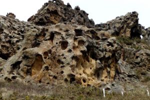 Taffonis grseuses