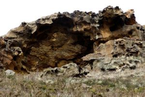 Taffonis grseuses