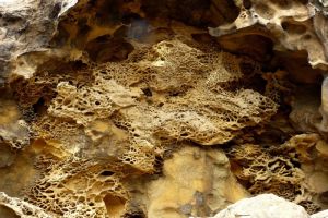 Taffonis grseuses