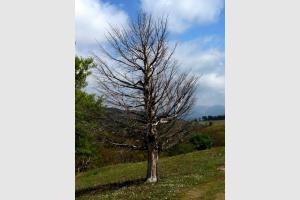 Silhouette d'un arbre mort