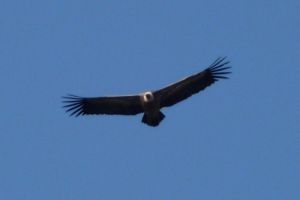 Vautour a la recherche de dejeuner