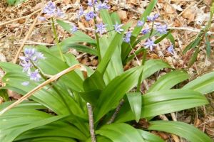 Fleur de montagne