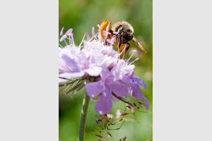 Macro 2009 - 1