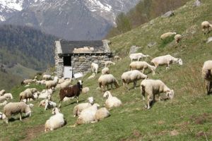 Cabane Matte