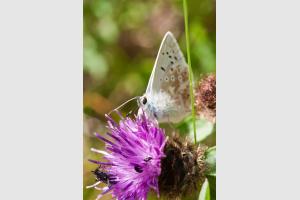 Macro 2009 - 6