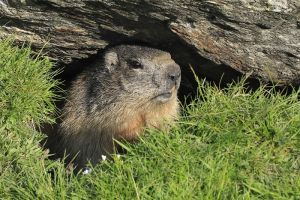 La marmotte est un animal curieux