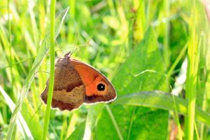 Macro 2010 Papillon