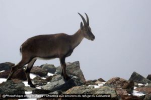 Chamois