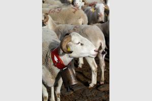 Moutons des Pyrnes