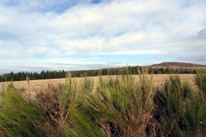 Aubrac