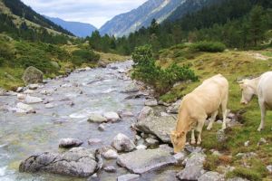 Ruisseau au dessus de La Fruitire