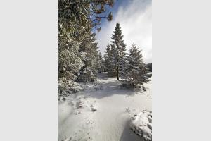 Aubrac sous la neige