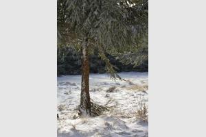 Arbre sur le plateau de l'Aubrac