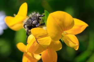 Macro insecte