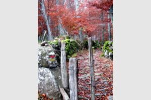 Randonne La Voie Romaine AUBRAC Aveyron 12