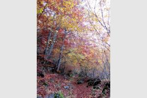 Randonne sur Aubrac 