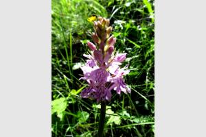 Fleur des Pyrnes Orchis