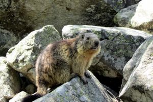 Marmotte en juin au Lac du Lauvitel en Isre