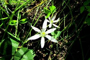 Fleur blanche des Alpes en juin, Lac Lauvitel