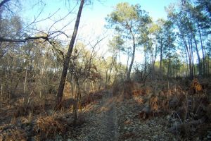 Les sentier VTT de Saint Mdard en Jalles